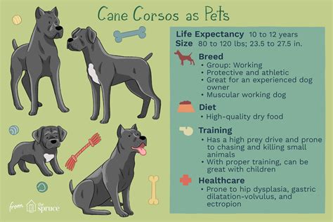 Cane Corso Dog Breed Information & Characteristics Daily Paws