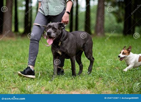 Jack Russell x cocker spaniel puppyfor sale in Nuneaton, Warwickshire