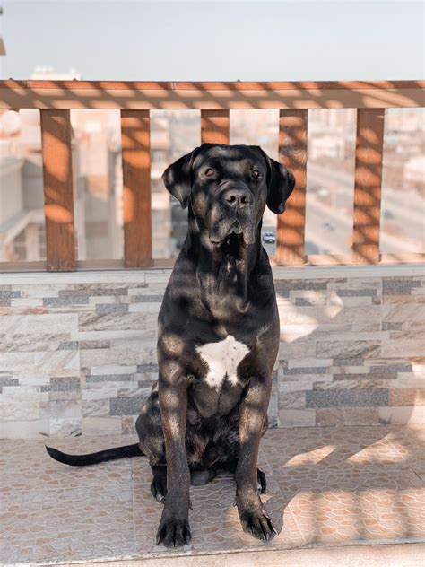 Elvis (Cane Corso, Labrador) Mischling Mix