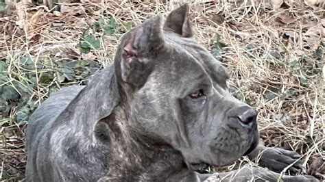 Cane Corso Dog Big dog breeds, Corso dog, Cane corso