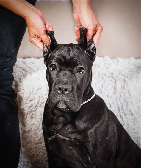 Cane Corso Natural Ears Tail