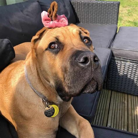 Newfoundland / American Bulldog mix 8 1/2 months old! American