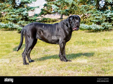 Pin by leveil 666 on DOGS CANE CORSO & BLACK PITBULL Bull mastiff