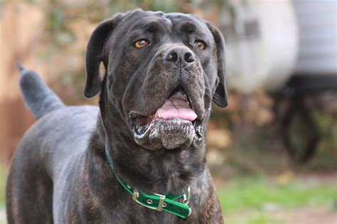 KANE 2yrs old CANE CORSO Cane corso, Dogs, Cane