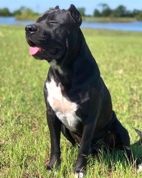 Cane Corso Pitbull Mix ¿Qué necesitas saber sobre esta raza?