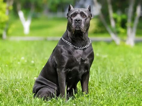 Cane Corso Price Philippines