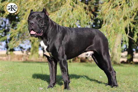 Trained Cane Corso Personal & Family Protection Dogs for Sale Uk