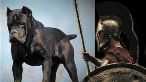 Cane Corso Roman Army: A Powerful Dog Breed
