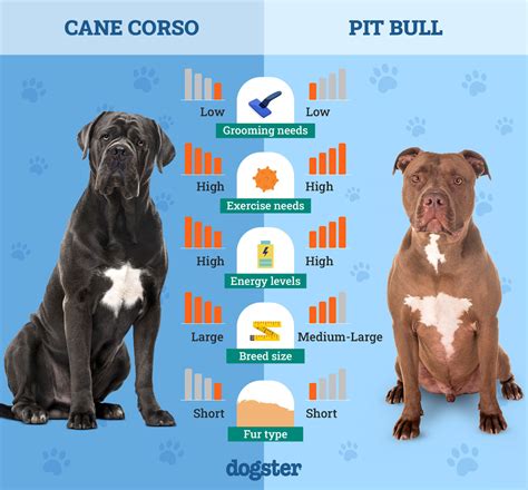 Cane Corso Size Comparison To Pitbull