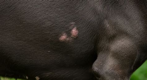 The Do's and Don'ts of Dealing with Cane Corso Skin Issues: Your Guide to a Happier Pup!