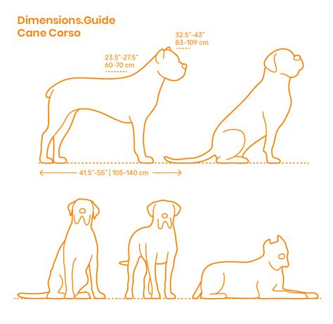 Cane Corso Tail Docking Length Chart