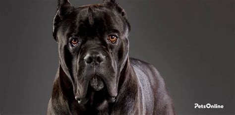 Dog breeds Cane Corso dog temperament and personality Dogalize
