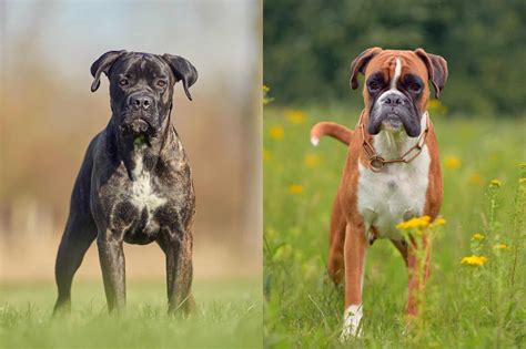 Cane Corso vs Boxer Breed Comparison MyDogBreeds