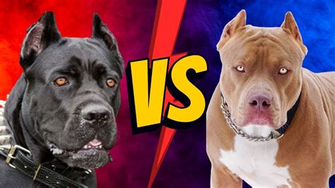 Cane Corso Puppy vs XL Bully YouTube