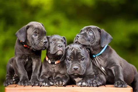 Cane Corso Welpen In Not - Tierische Tapete