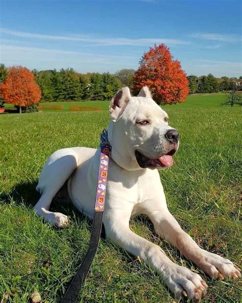 White cane corso in Maxima lux kennel.Rare color italian mastiff.More