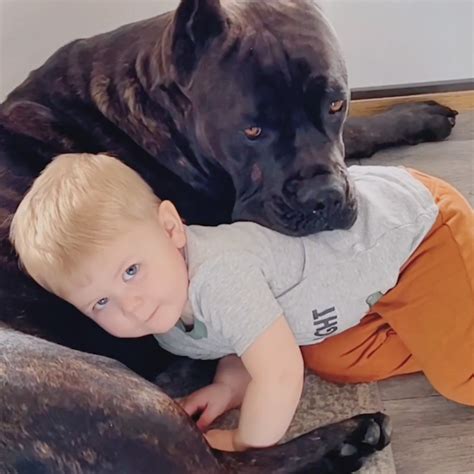 Are Cane Corsos Good With Kids? A Guide for Parents