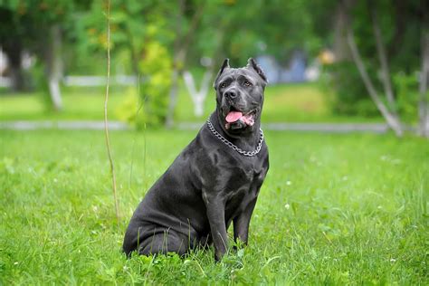 Cane Corso Dog Breed » Everything About Cane Corsos