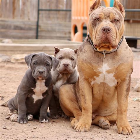 Cane Corso/ XL Bully Pit Mix Puppies