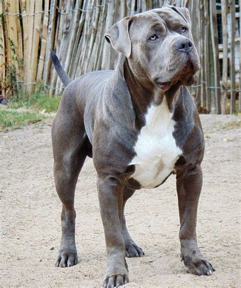 XXL American Bully XXL Luxor Bullys Odysseus American bully, Bully