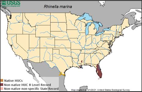Cane toad Viva Natura field guide