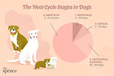 Canine Heat Cycle Chart