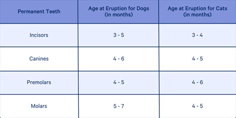 Canine Teeth Age Chart