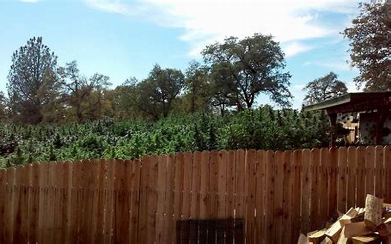 Cannabis Privacy Fence Ideas: Protect Your Garden And Your Privacy