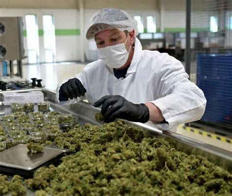 Cannabis Product Sampling