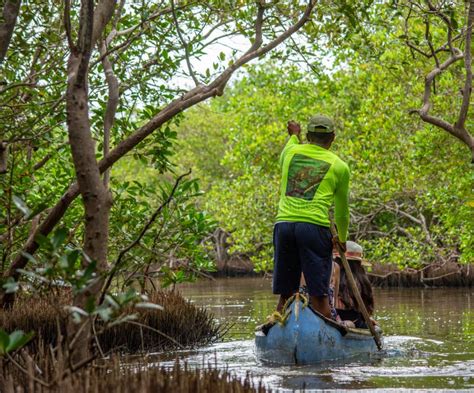 Canoeing In Mangroves