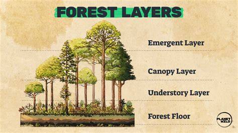 Canopy layer of a forest