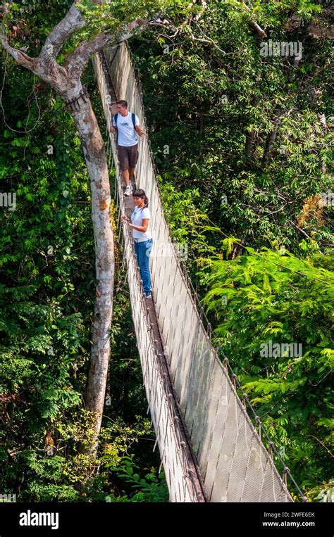 Canopy Walkway Amazon