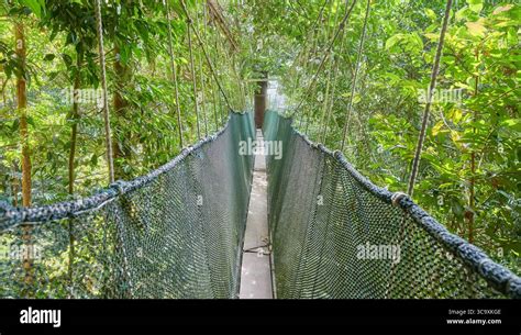 Canopy Walkway View
