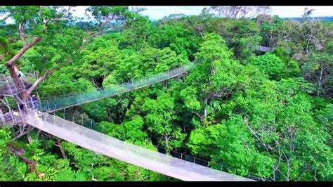 Canopy walkway Amazon