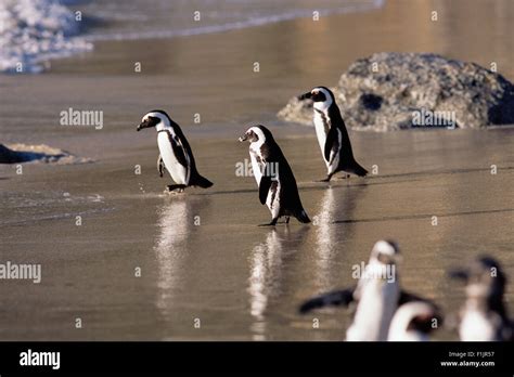Cape Agulhas Penguins