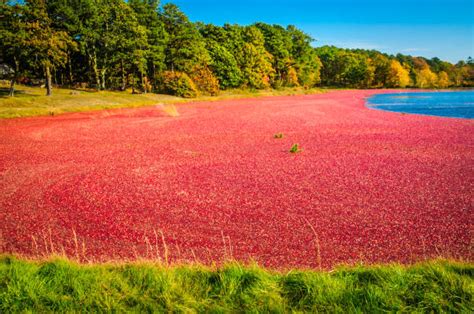 Cape Cod Cranberry Bogger Day: An In-depth Farm Experience Review