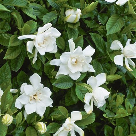 Cape Jasmine