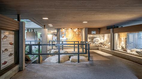 Capilano River Hatchery fish