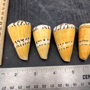 Captain Grguric shells