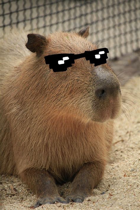 Capybara | Ok i pull up. Roblox ID - Roblox music codes