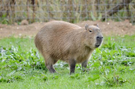Capybara in amazon