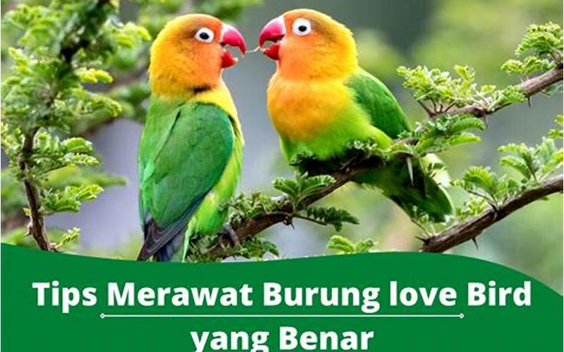 Cara Budidaya Burung Love Bird Yang Benar