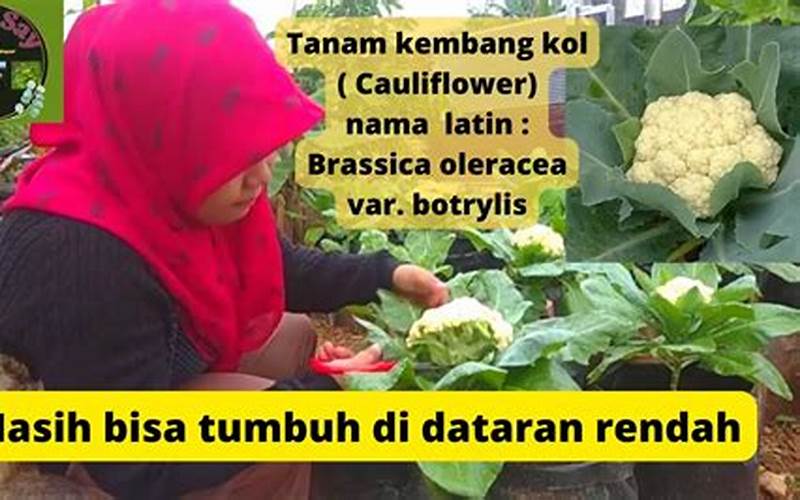 Cara Budidaya Cauliflower Dataran Rendah