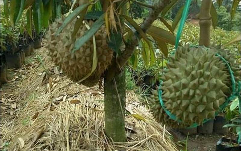 Cara Budidaya Durian Supaya Cepat Berbuah