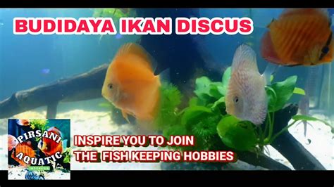 Cara Budidaya Ikan Discus di Aquarium Taman Inspirasi SAFA