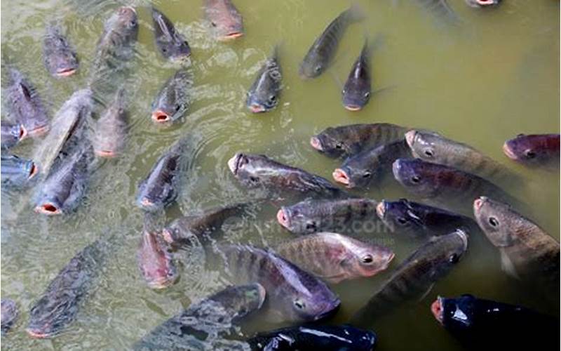 Cara Budidaya Ikan Nila Atau Ternak Nila Yang Baik