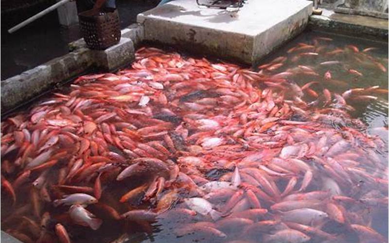 Cara Budidaya Ikan Nila Merah Super