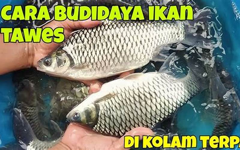 Cara Budidaya Ikan Tawes Di Kolam