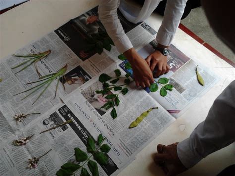 Cara Membuat Herbarium