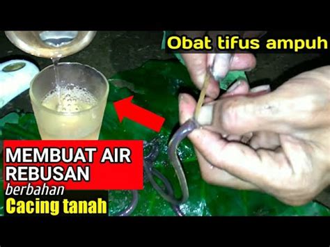 Cara Membuat Jamu Cacing Untuk Tipes